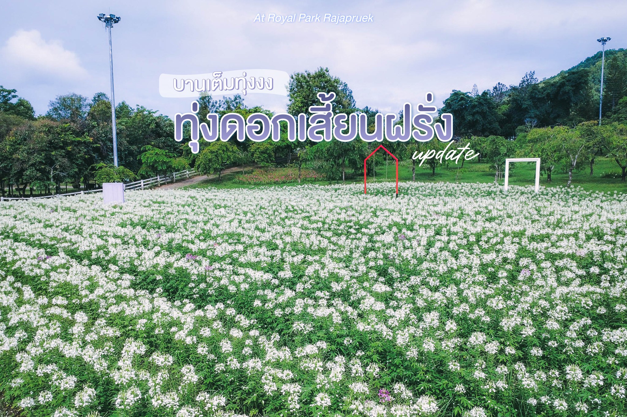 บานเต็มทุ่งกับทุ่งดอกเสี้ยนฝรั่งSpiderFlower