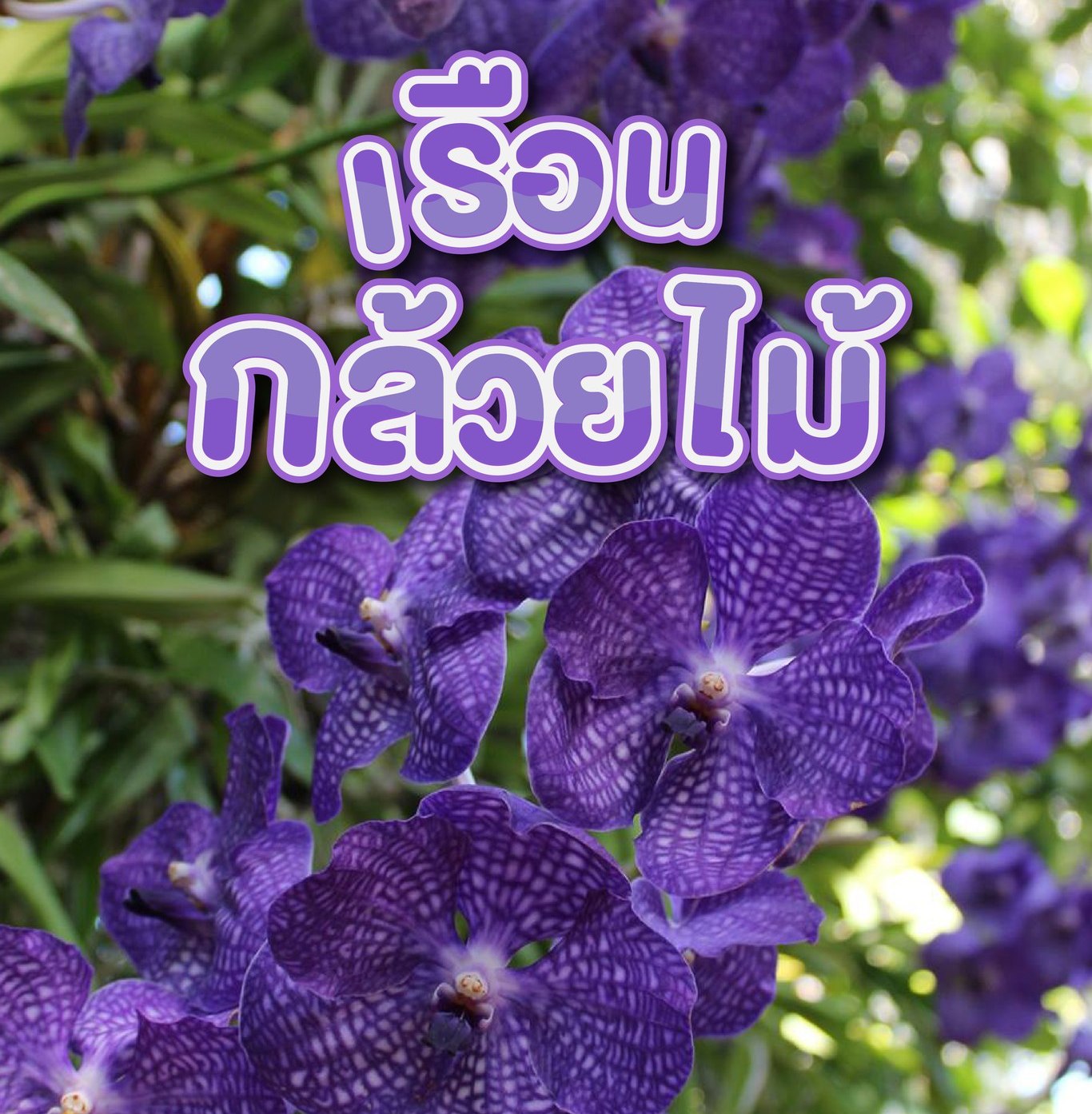 เที่ยวแบบLOWCARBONอยู่กับธรรมชาติที่“เรือนกล้วยไม้”