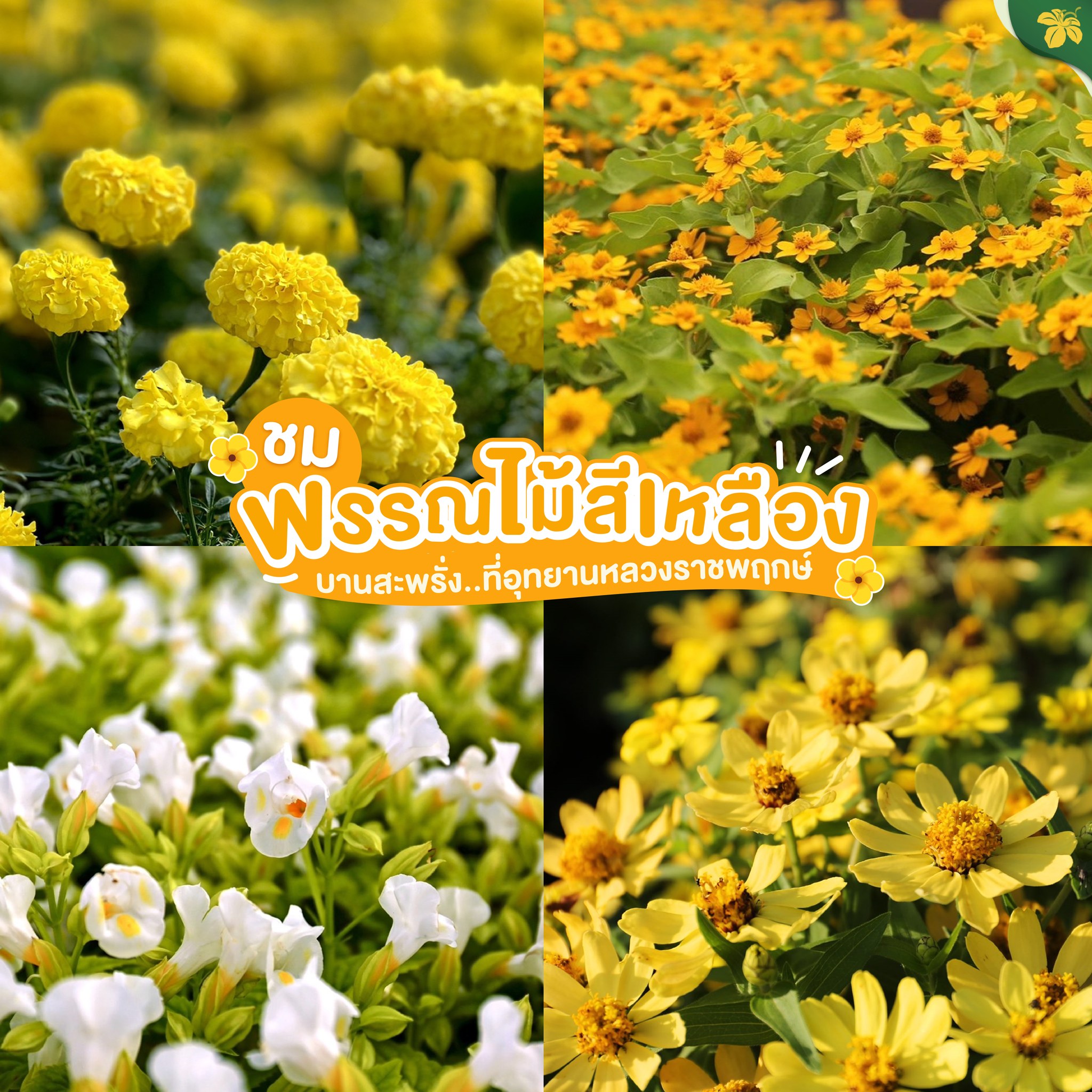 ชมพรรณไม้สีเหลืองบานสะพรั่ง