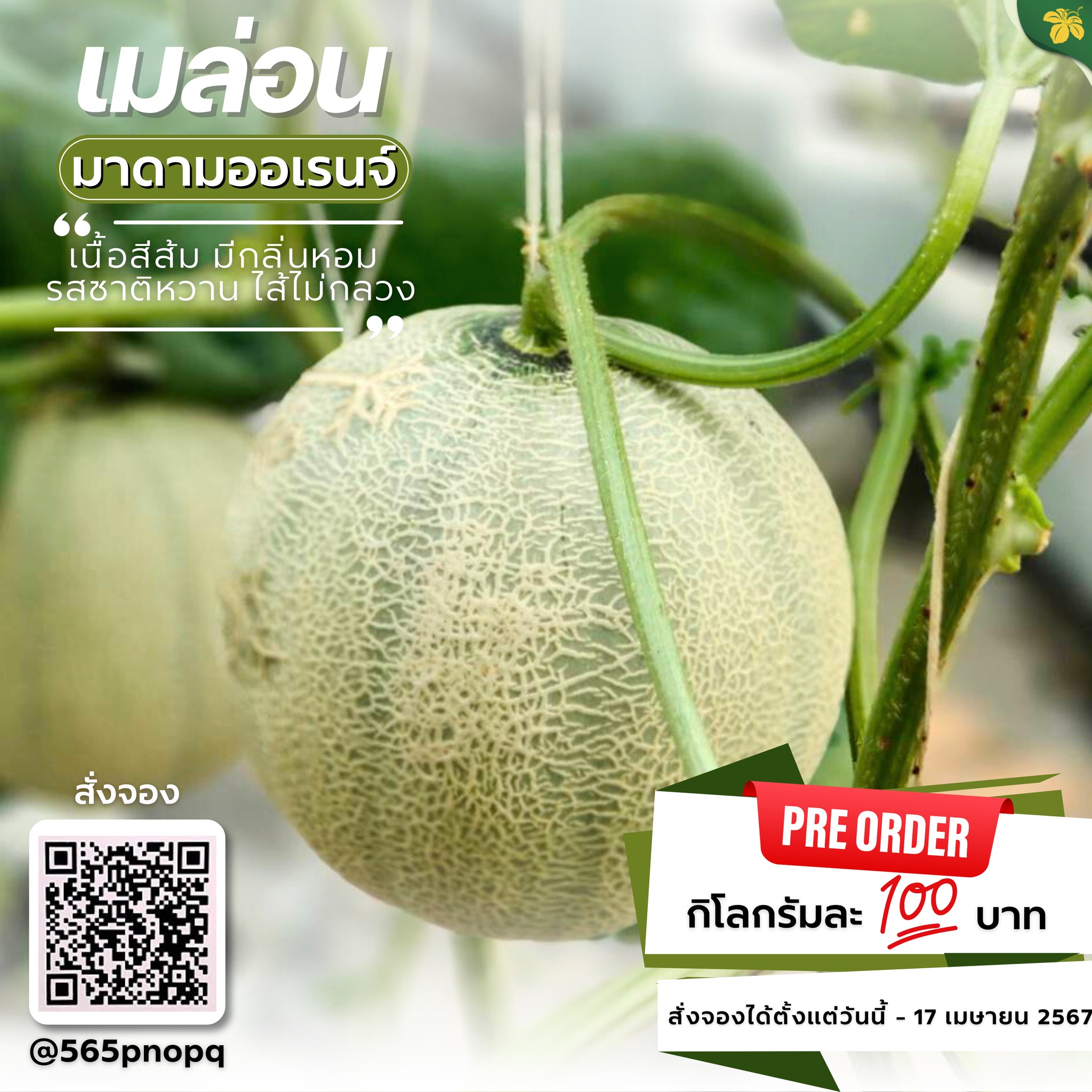 PRE - ORDER ‼️ เมล่อน มาแล้วจ้าาา 