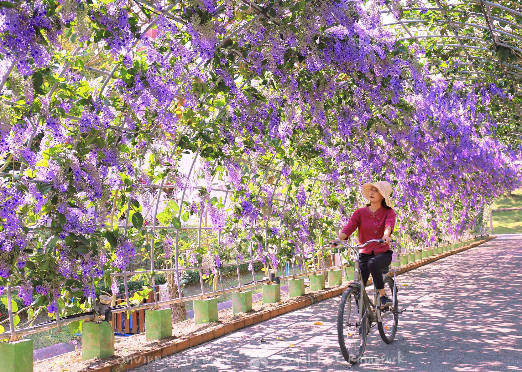 รูปเหตุการณ์สำคัญของอุทยานหลวงราชพฤกษ์