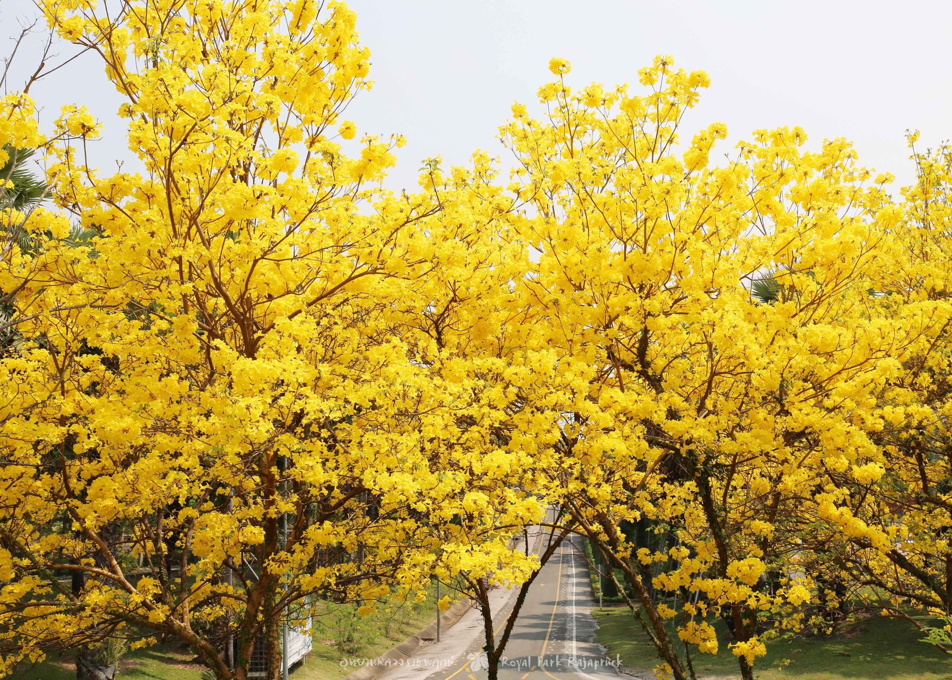 รูปแกลเลอรี่ของอุทยานหลวงราชพฤกษ์