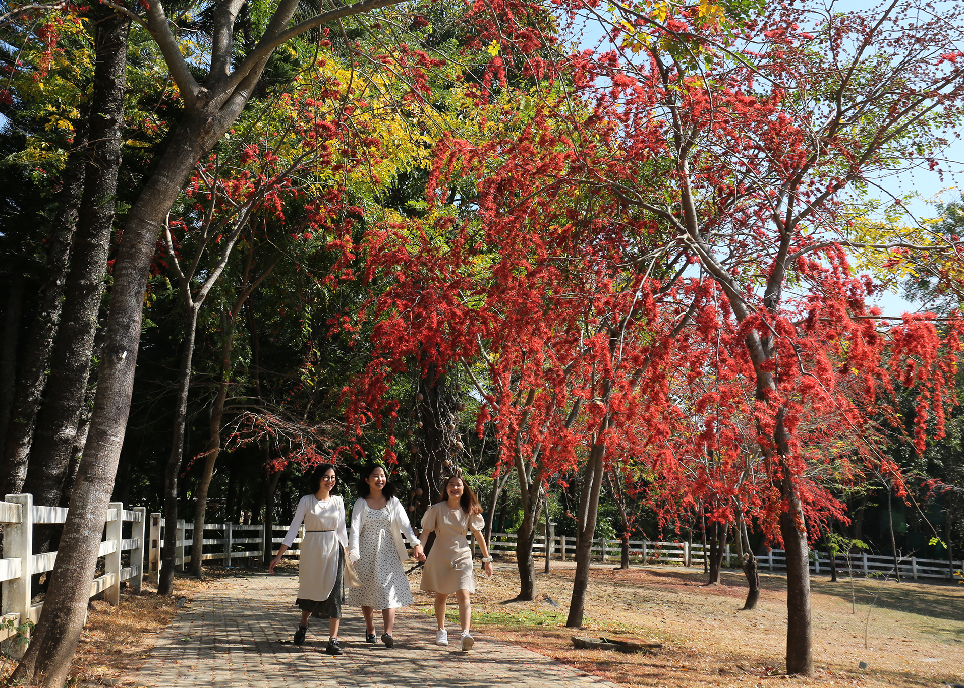 รูปแหล่งรวบรวมพรรณไม้ของอุทยานหลวงราชพฤกษ์